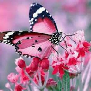 Meet your Posher, Bertha